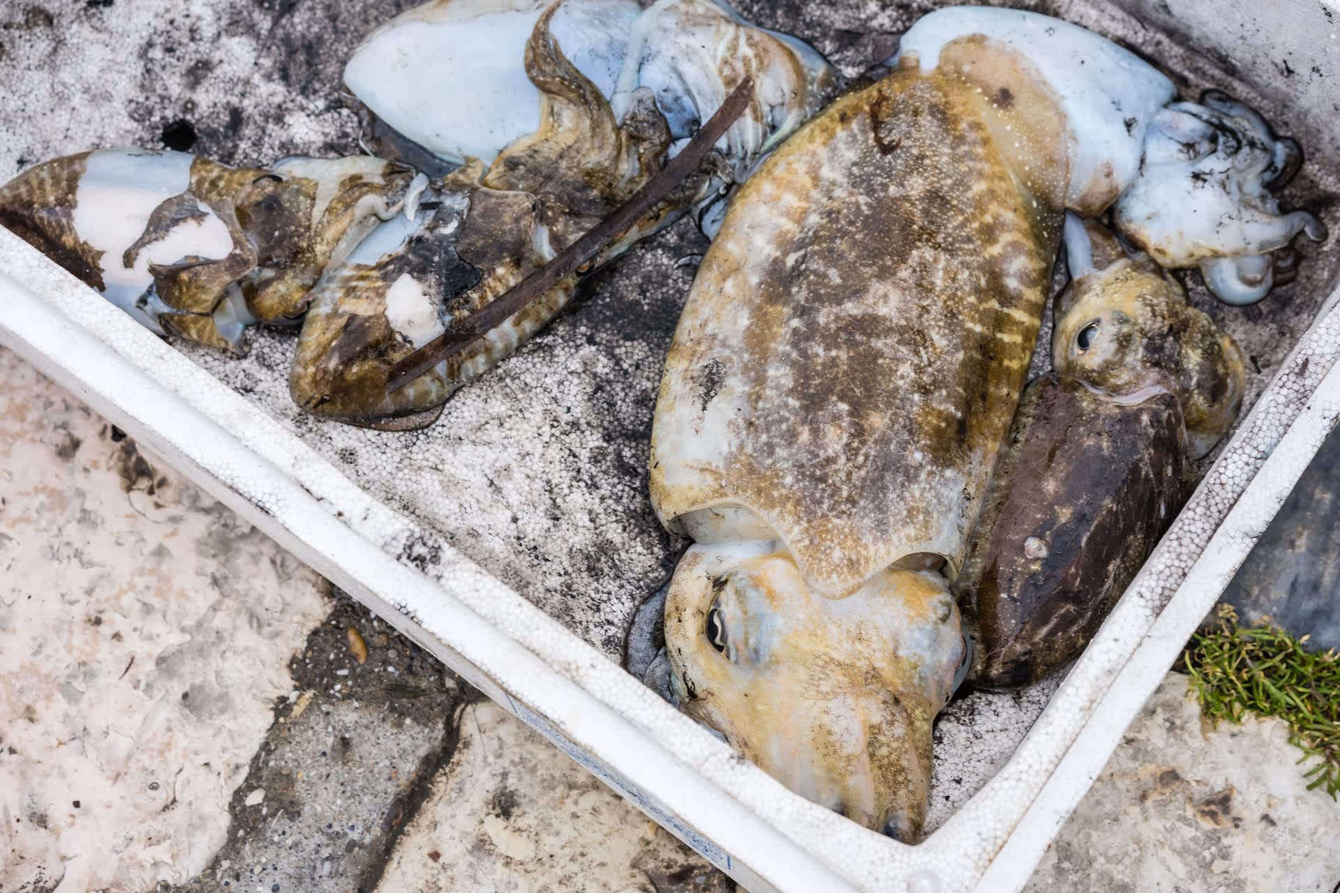 After diesel removal, California crews now face 50 tons of dead squid on stranded boat