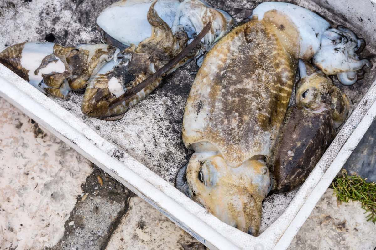 Various types of cuttlefish and squid in a container.
