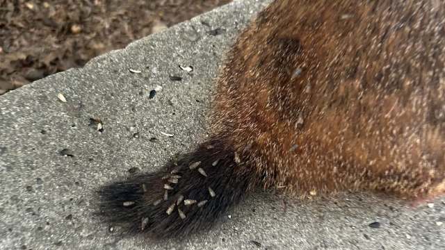 A furry animal's tail with flies on it while sitting on a concrete surface.