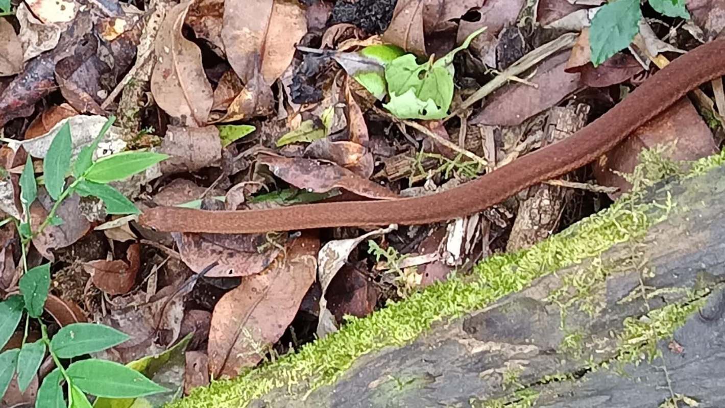 A brown snake is resting among dried leaves and greenery on the forest floor.