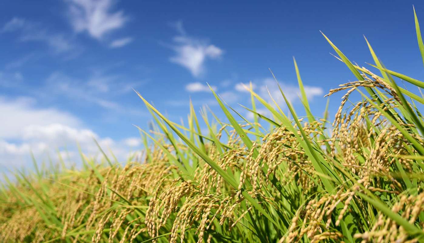 Rice plants with grains under a blue sky and scattered clouds.
