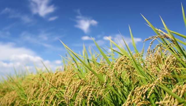 Rice plants with grains under a blue sky and scattered clouds.