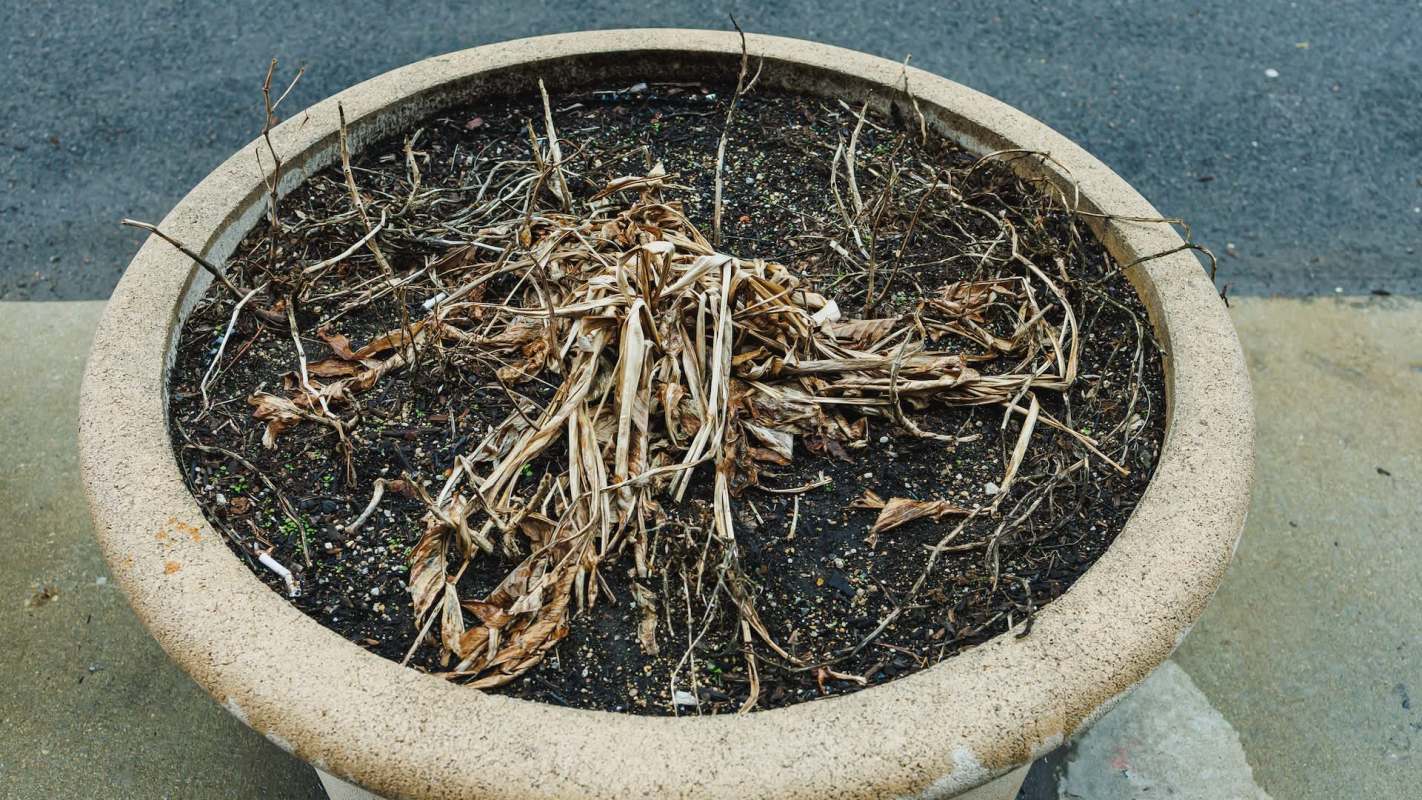A pot containing dry, brown plants and soil.