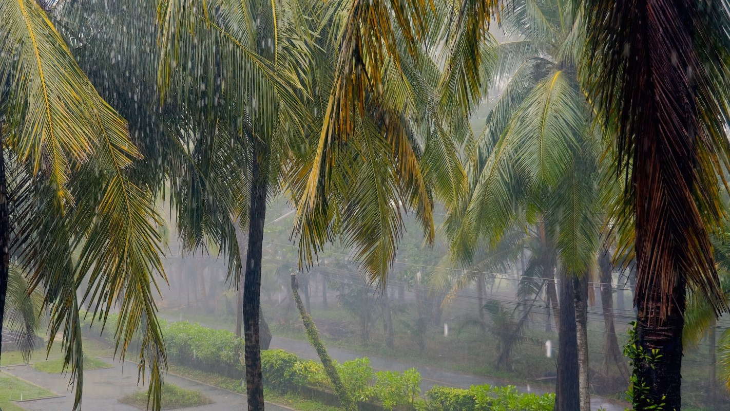 Rain falls heavily among tall palm trees in a lush, green environment.