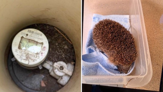 Hedgehog found 3 feet down water meter shaft rescued with old paint roller