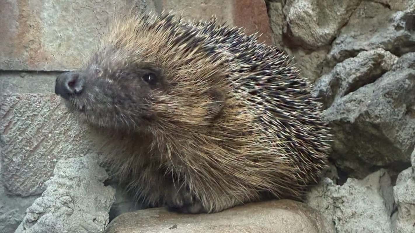 A hedgehog is resting on a rock near a stone wall.