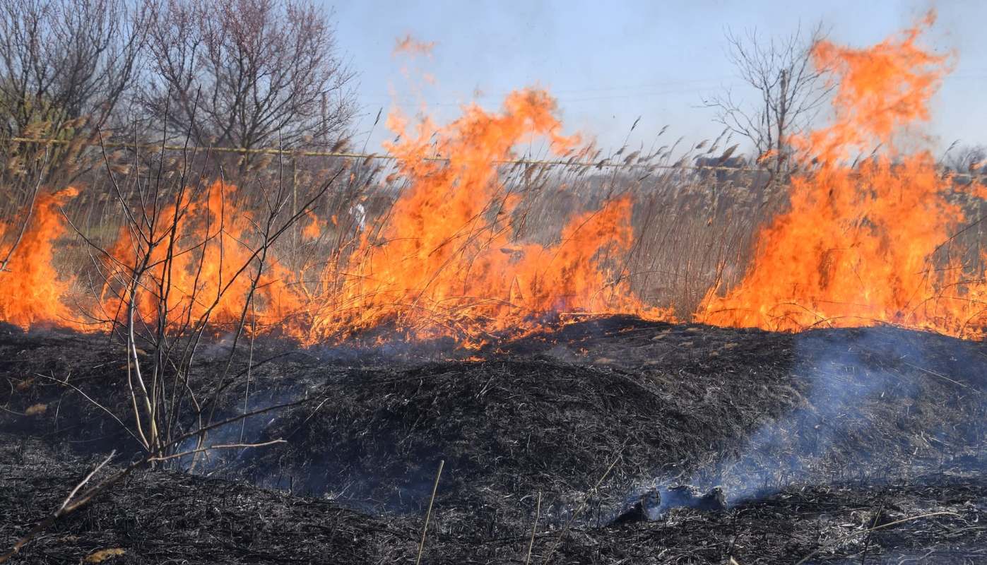 A fire burning dry grass and branches.