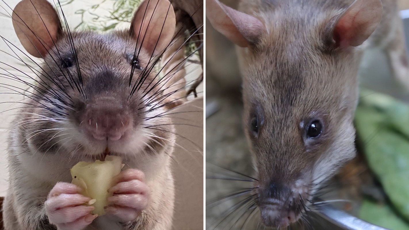 A rat eating a piece of food next to another rat on a surface with green leaves.