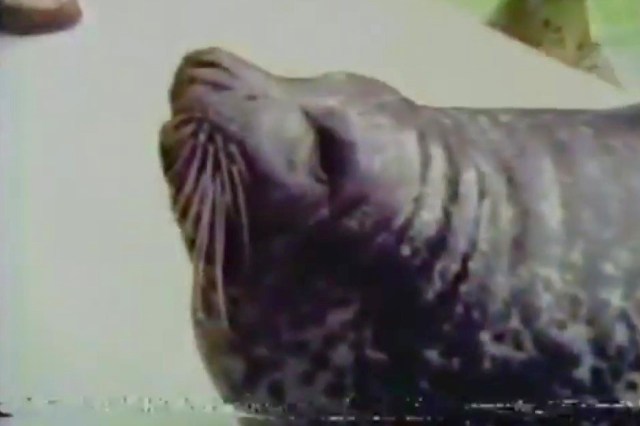 A seal resting on a surface with its head slightly tucked in within itself