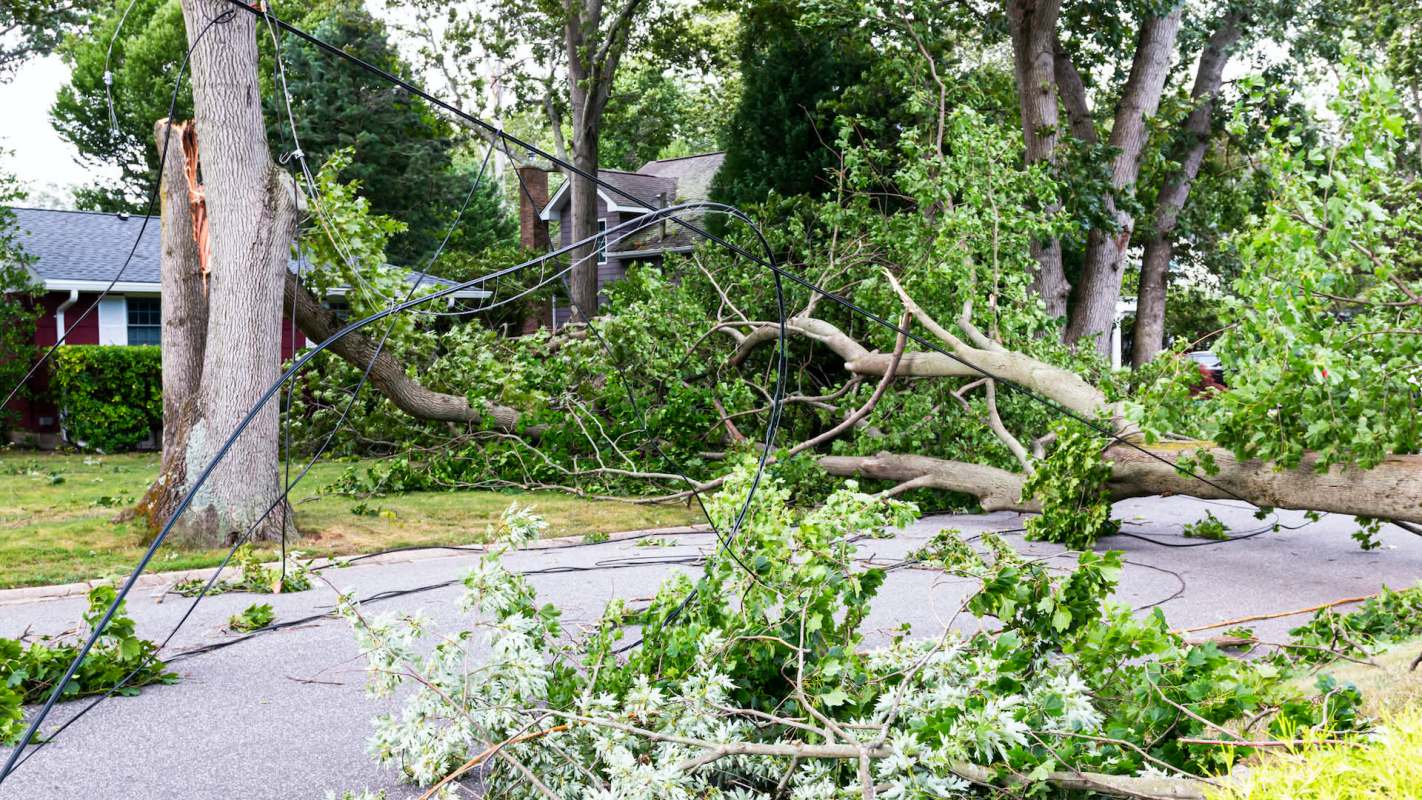 Downed trees and branches scattered across a road, along with fallen power lines near a house.