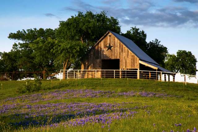 A wooden barn surrounded by green grass and purple wildflowers under a blue sky.