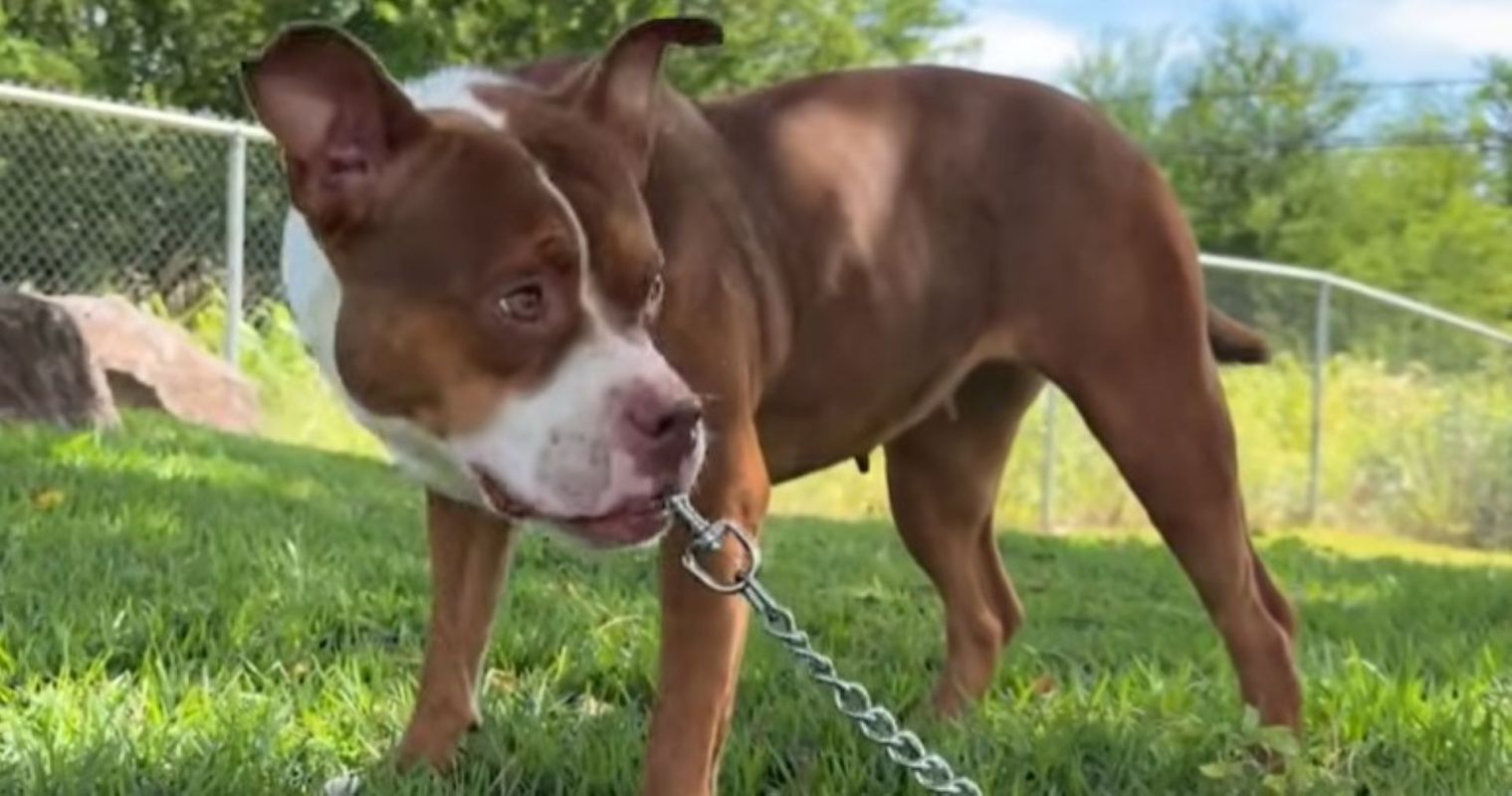 A dog on a leash stands in a grassy area with trees and a fence in the background.