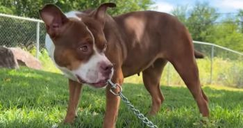 A dog on a leash stands in a grassy area with trees and a fence in the background.