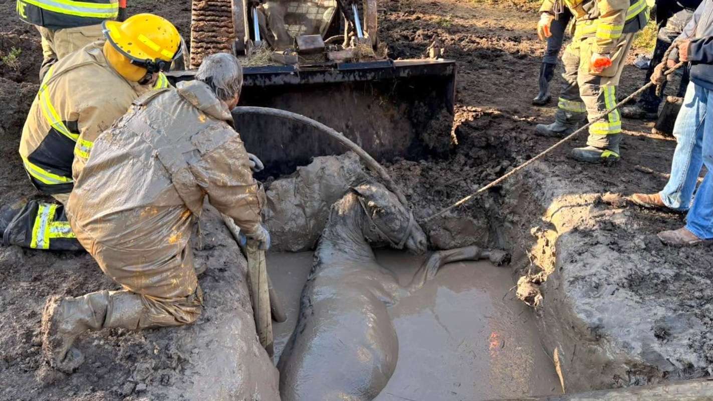 Rescue workers help a horse trapped in mud while others observe and assist at the scene.