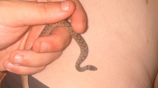 A hand holds a small snake near a person's skin.