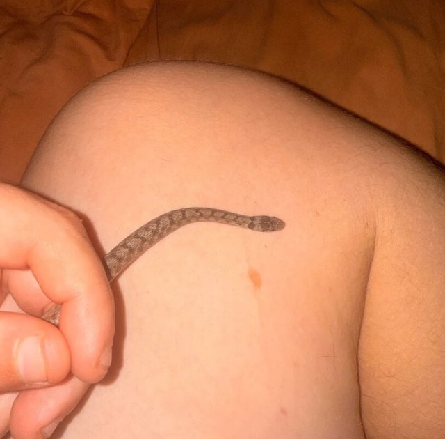 A hand holds a small snake near a person's skin.