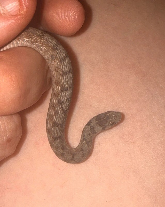A hand holds a small snake near a person's skin.