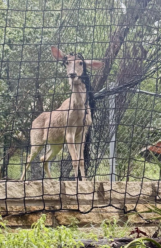 A deer with tangled debris around its neck stands behind a fence surrounded by greenery.