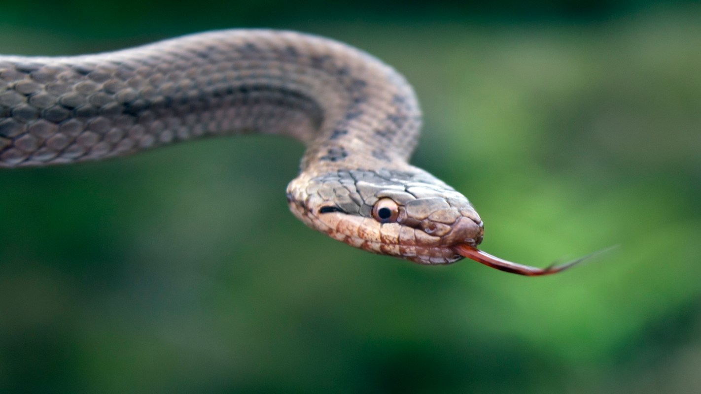 A snake with its tongue out, positioned against a blurred green background.