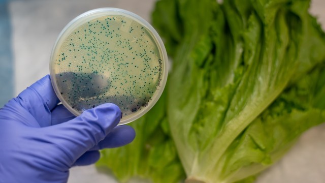 A petri dish containing green bacteria sits next to a head of lettuce.