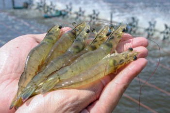 A hand holds several large shrimp above a water surface with aquaculture equipment in the background.