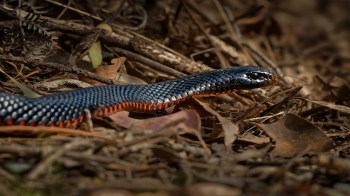A snake with black and orange scales on a bed of dried leaves and twigs.