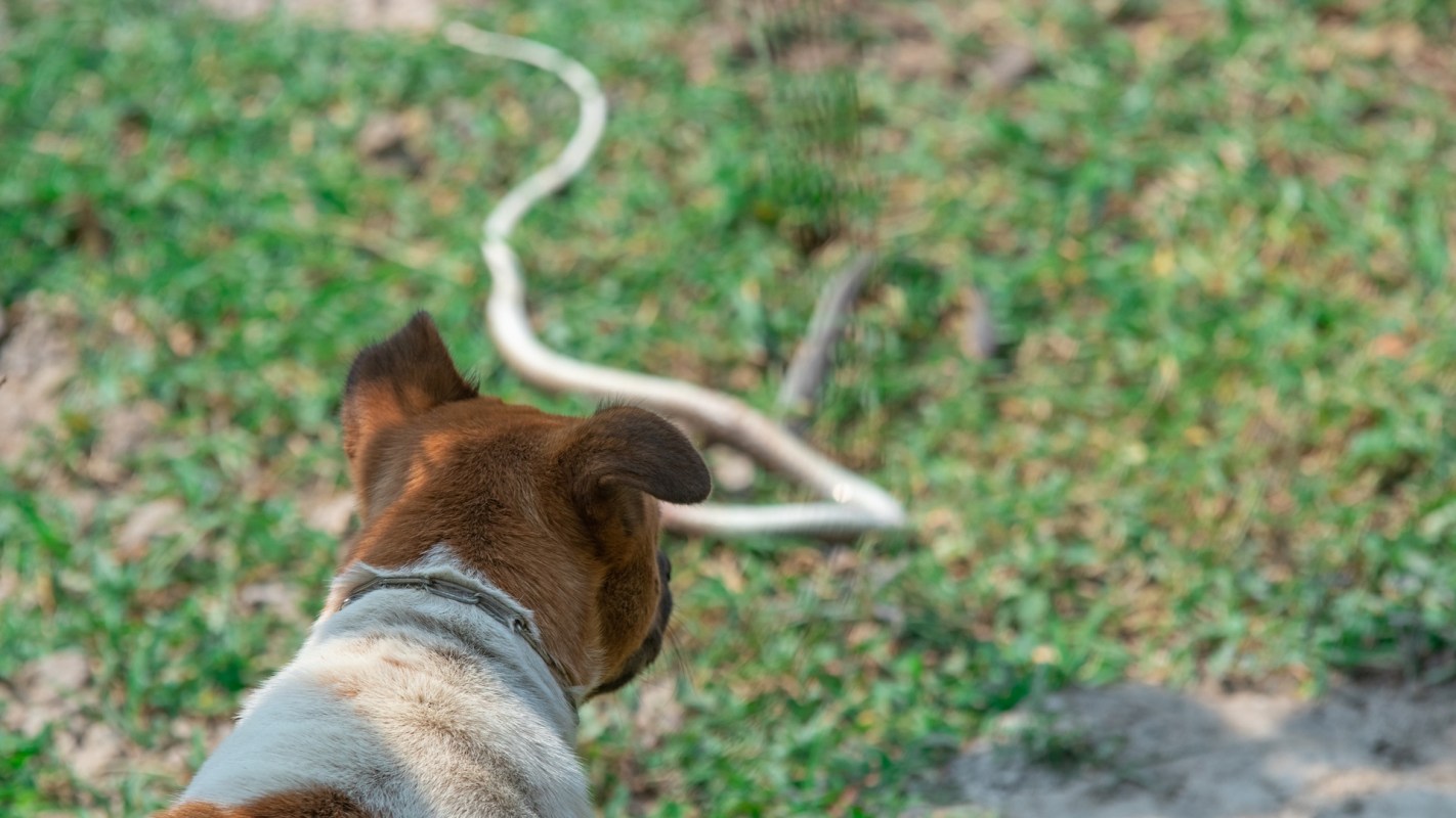 A dog watches a snake on the grass.