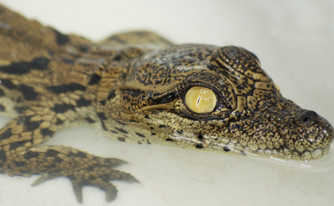 A crocodile partially submerged in water, with its head and upper body visible.