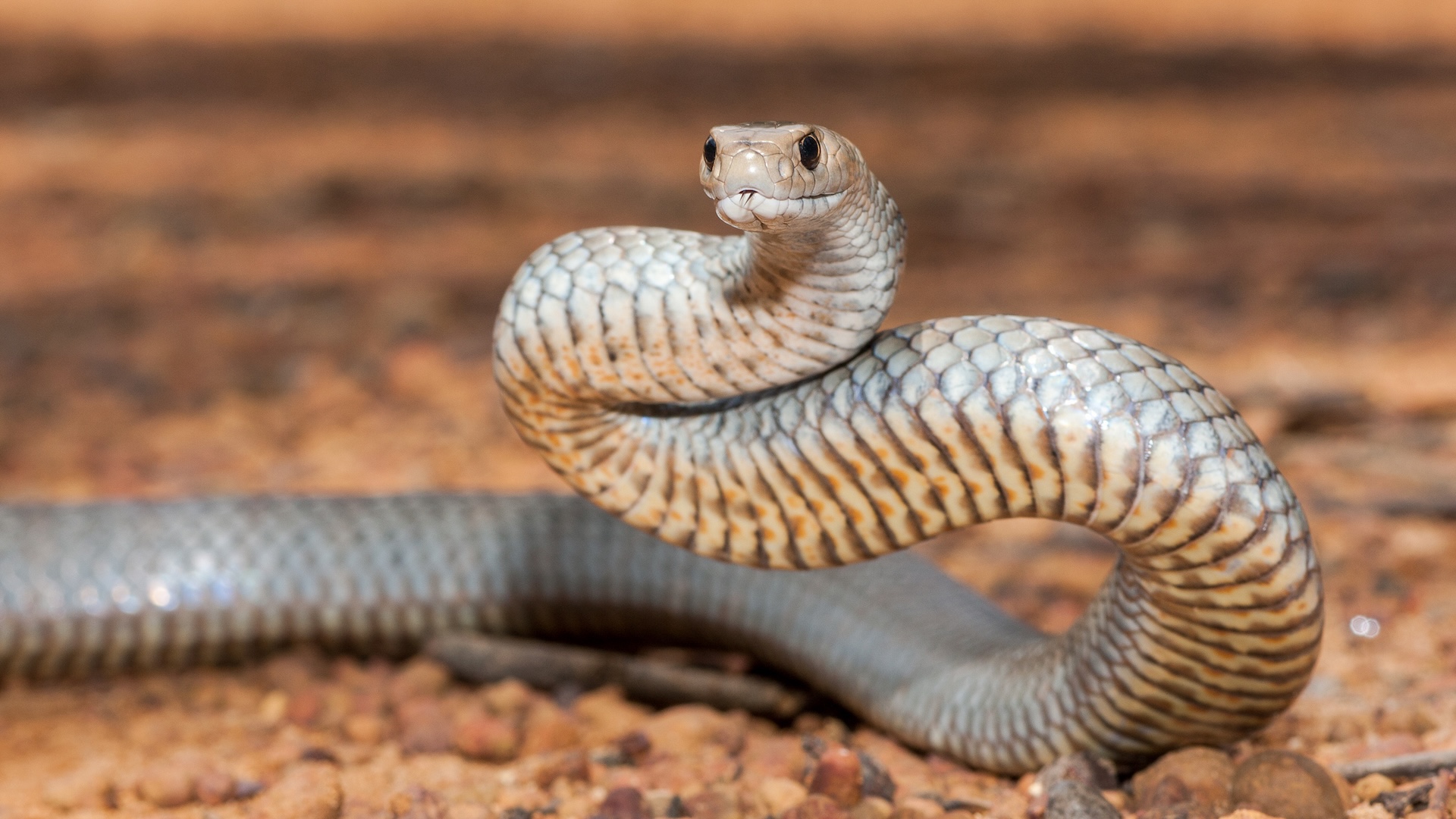 Dog survives 2 eastern brown bites in 1 week after another snake appears in Australia yard