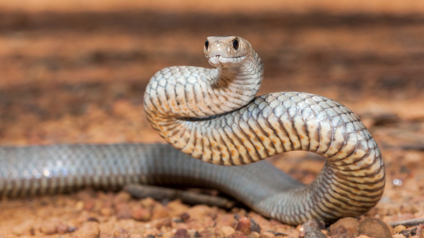 An eastern brown snake.