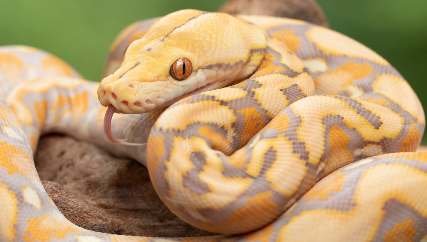 A yellow and gray reticulated python with orange eyes resting on a wooden surface.