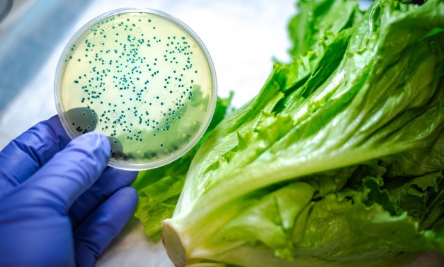 A petri dish with blue bacteria is held above a head of lettuce.