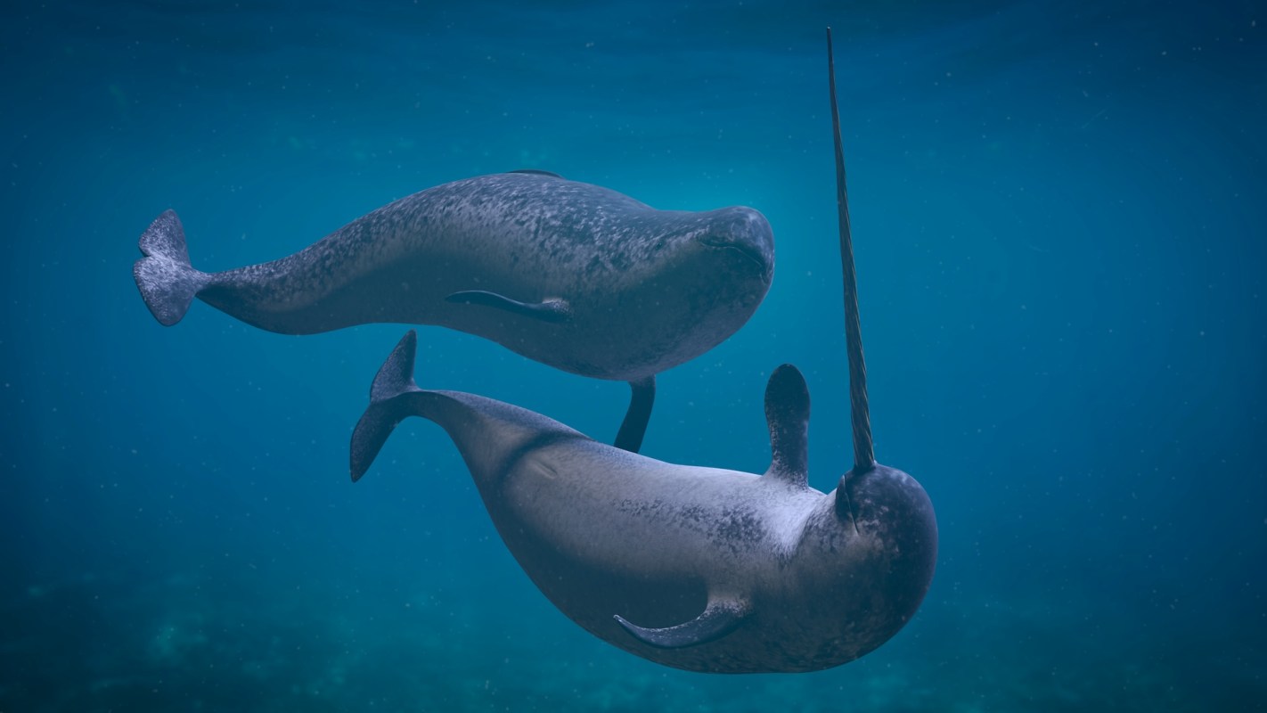 Two narwhals swim together underwater.
