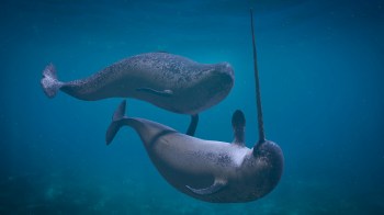Two narwhals swim together underwater.