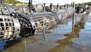 Fishing traps are suspended above water, held by poles and connected by ropes.