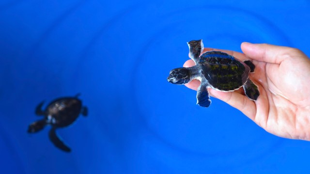 A person holds a small turtle above a blue surface while another turtle swims below.