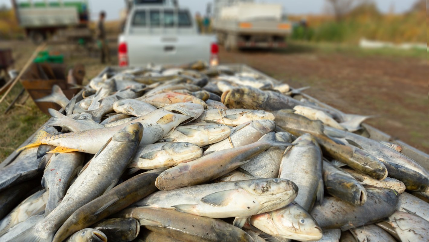 A large pile of harvested fish on a trailer with vehicles in the background.