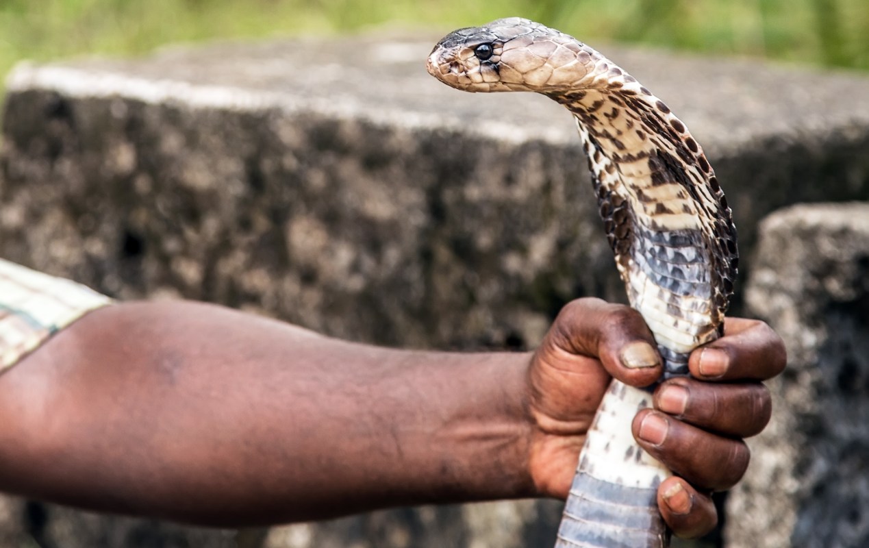 A person holds a king cobra snake in their hand.