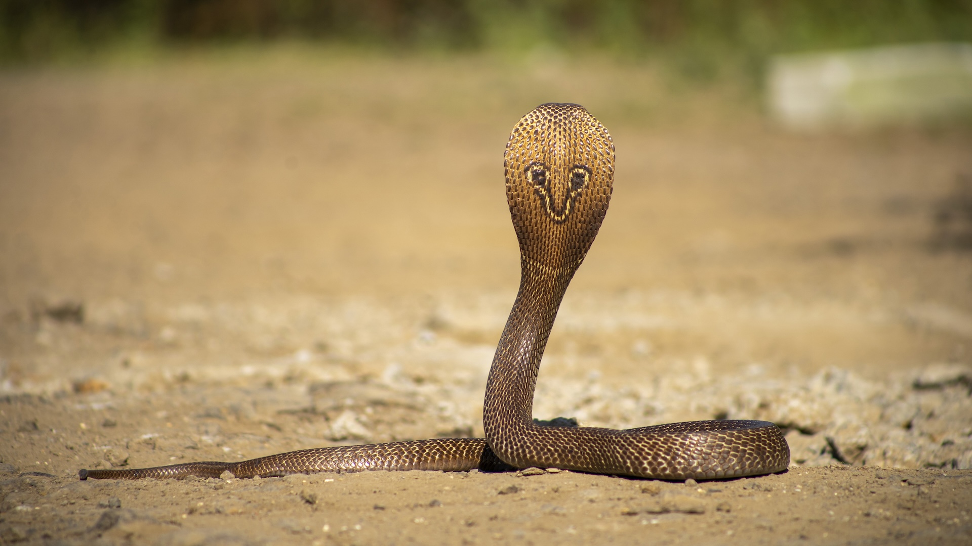 Cab driver spots Indian cobra in engine bay moments before starting up