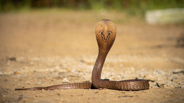 A snake with a distinct, patterned head is positioned on a sandy ground.