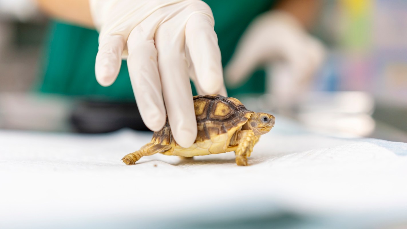 A small tortoise is on a veterinary examination table while a gloved hand reaches toward it.