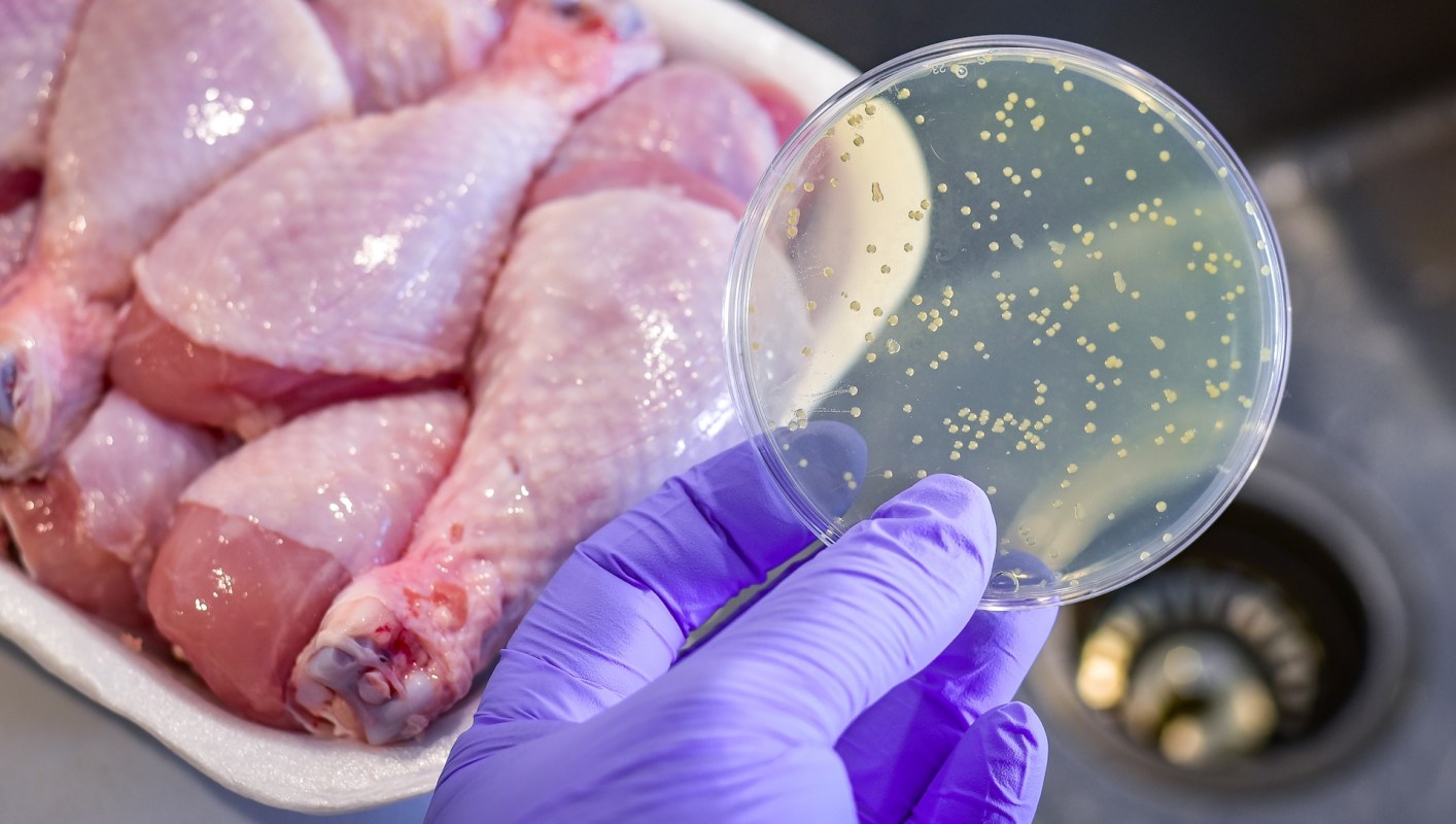 A gloved hand holds a petri dish with bacterial growth, while raw chicken drumsticks are in the background.