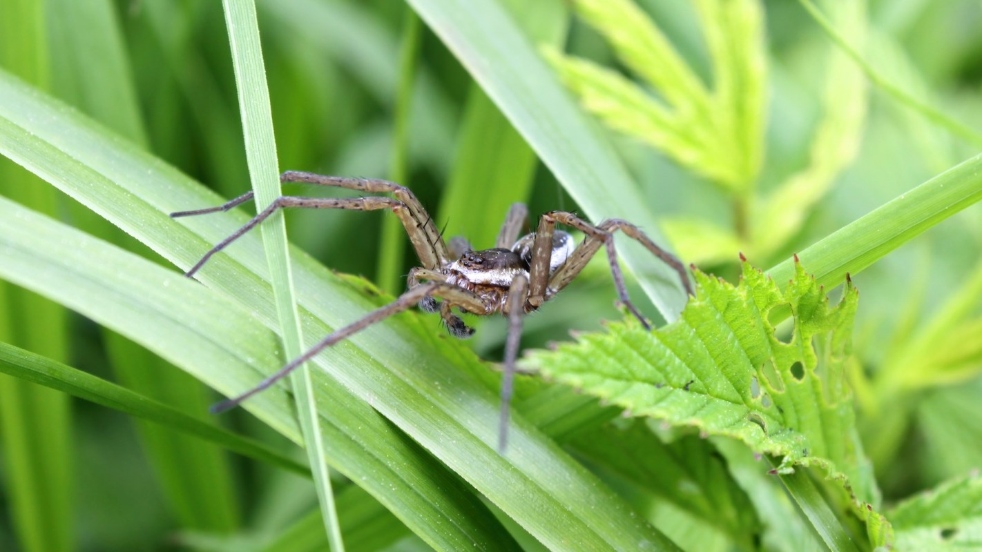 A spider resting on green grass and leaves.