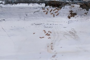 A swarm of small ants on a white surface with visible marks and residue.