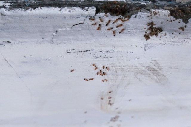 A swarm of small ants on a white surface with visible marks and residue.
