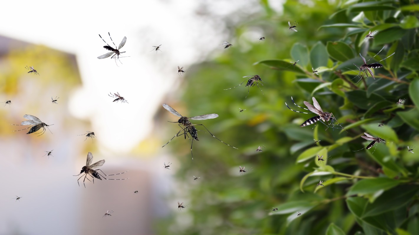 A swarm of mosquitoes flying near green foliage.