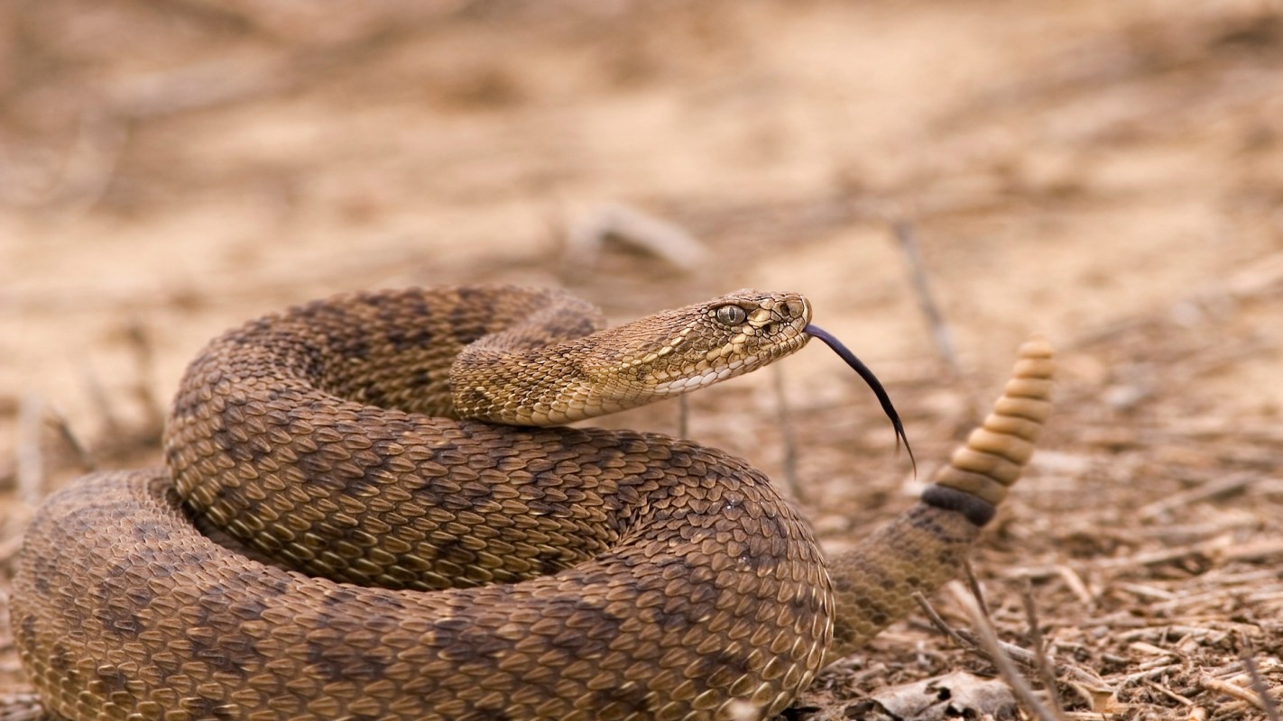 A rattlesnake with its tongue extended, coiled on the ground.