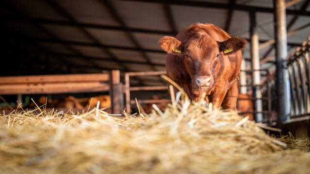 A brown cow stands in a barn surrounded by straw.