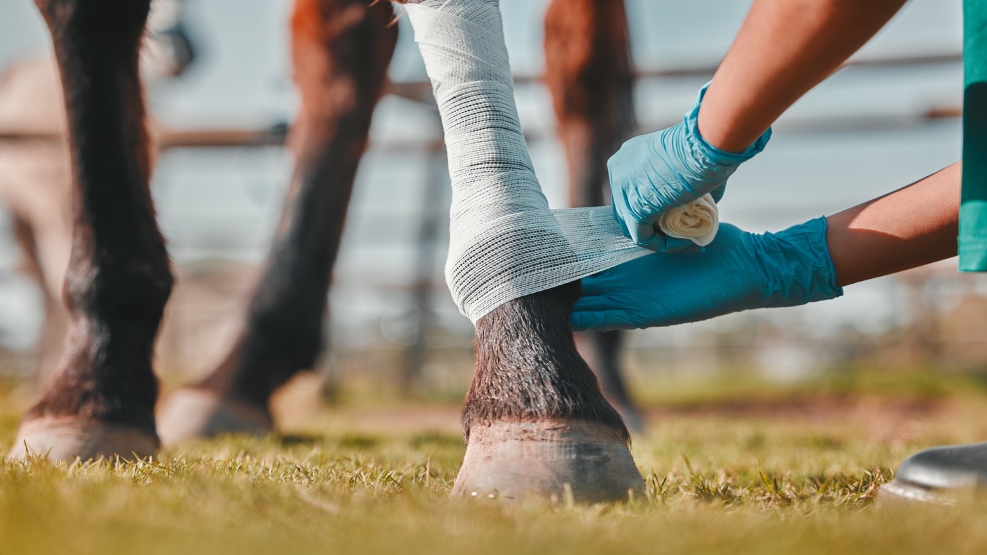A person wraps a bandage around the leg of a horse.