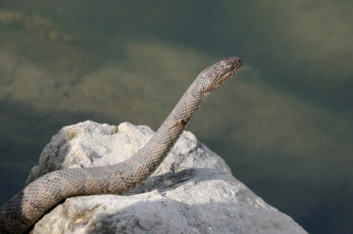 A snake rests on a rock near the water's edge.